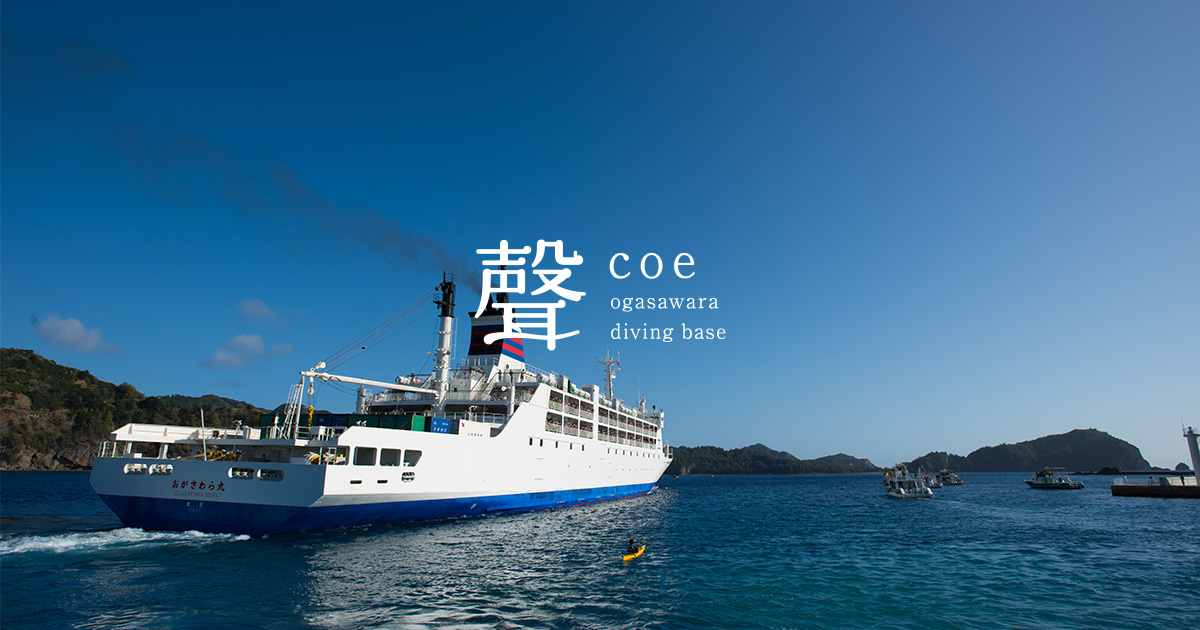 小笠原ダイビングベース 聲 -coe- | 小笠原の海に棲む魅力的な生き物を、迫力ある海中世界を、少人数制で丁寧にご案内